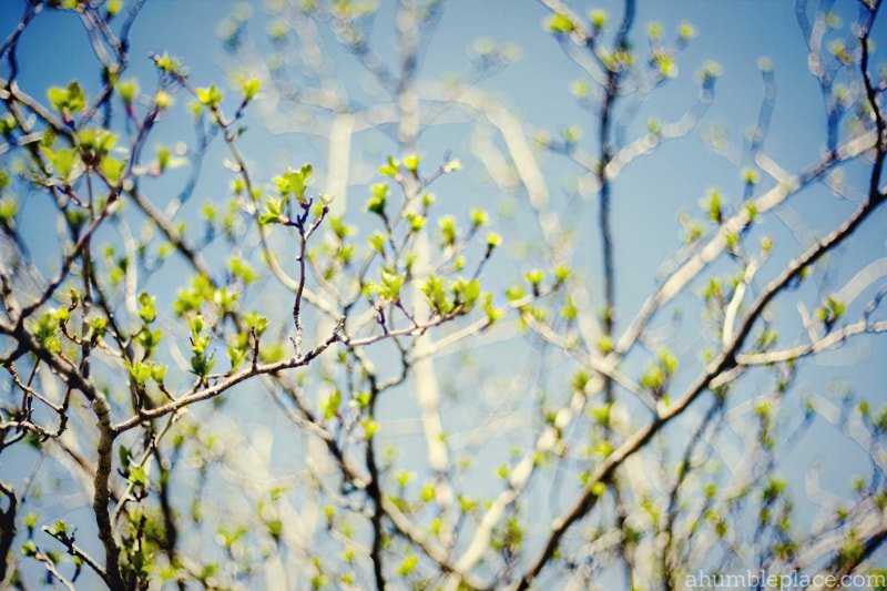 Imperfect Beauty &raquo; a humble place.
