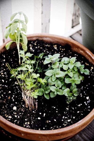 basil, parsley, and oregano.