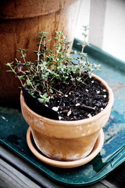 Thyme.