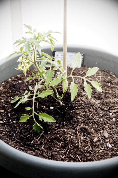 Peacevine cherry tomatoes.