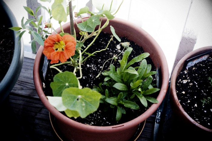 Nasturtium and Sweet William.