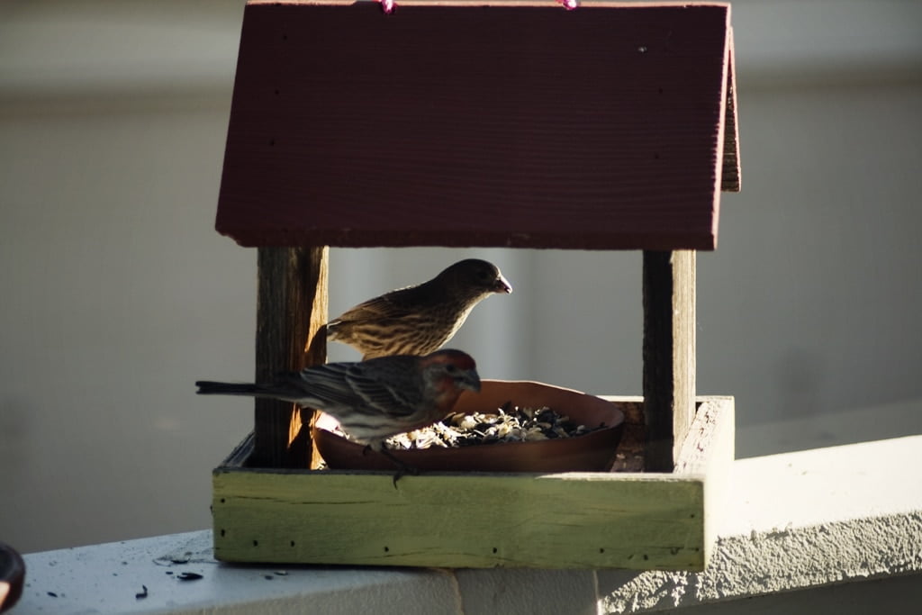 The rules of bird attraction.