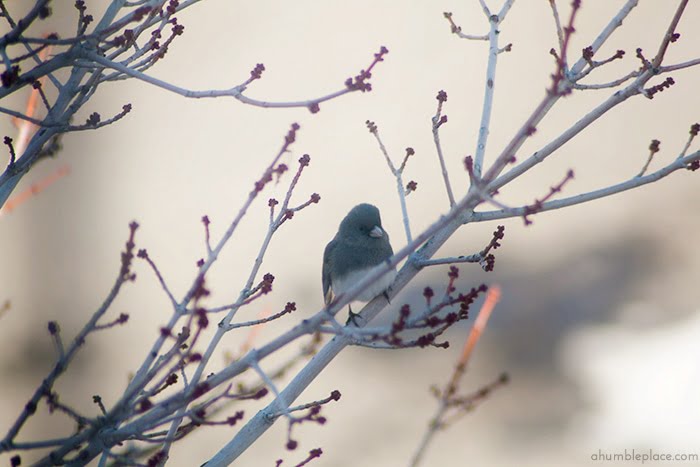 Dark-eyed junco.