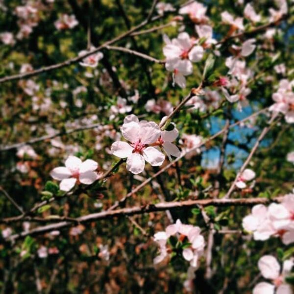 Spring! - ahumbleplace.com