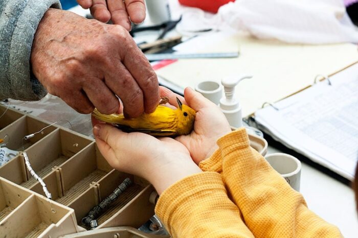 yellow warbler