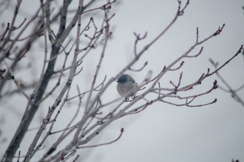 bushtit...one of the more unfortunate bird kingdom names (ahumbleplace.com)