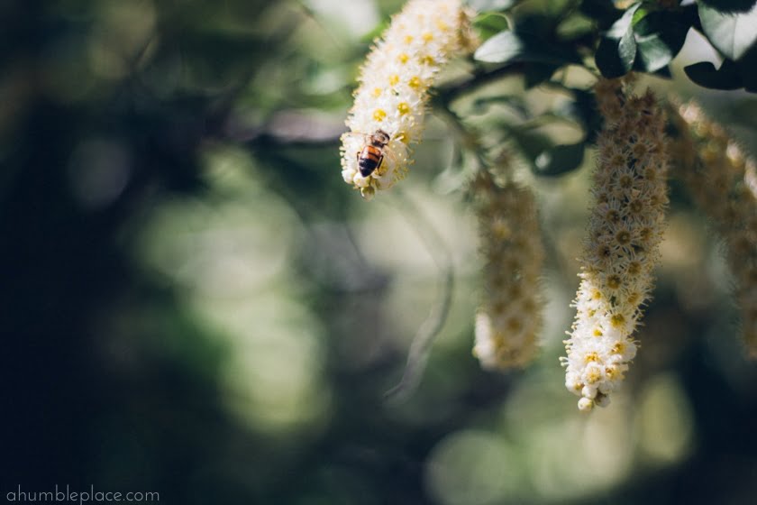 Honeybee on black cherry blossoms. - ahumbleplace.com