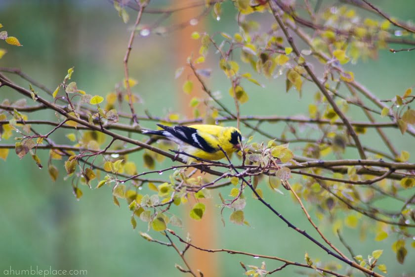 American Goldfinch - ahumbleplace.com