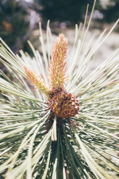 Florissant Fossil Beds - ahumbleplace.com