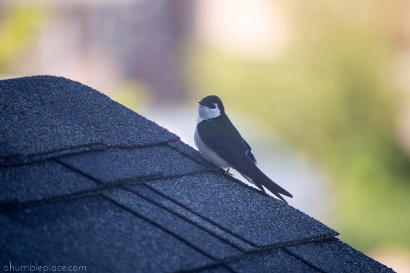 Violet-green Swallow. - ahumbleplace.com