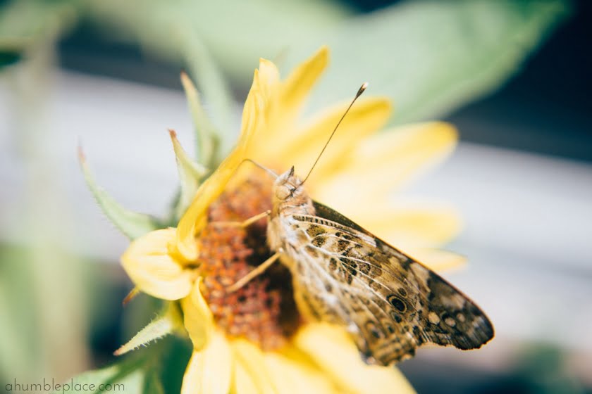 Painted Lady Butterfly - ahumbleplace.com