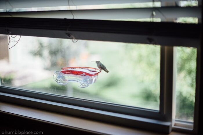 Window Hummingbird Feeder (LOVE) - ahumbleplace.com