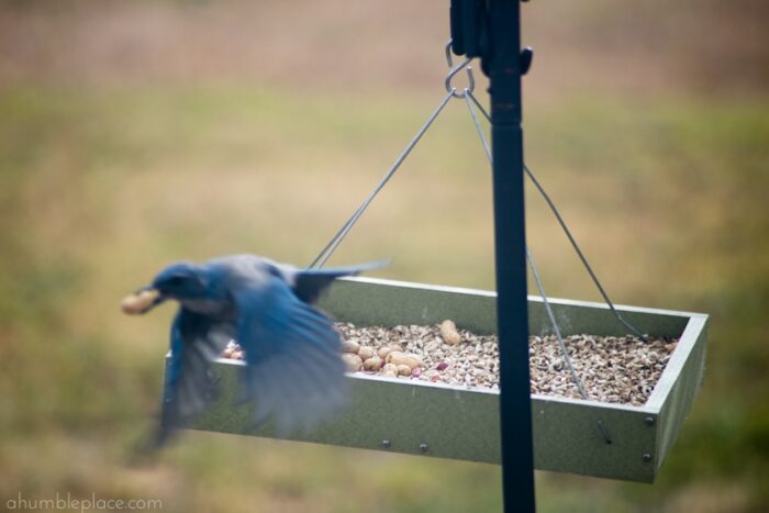 Western Scrub-Jay - ahumbleplace.com