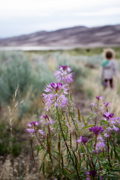 Great Sand Dunes - ahumbleplace.com