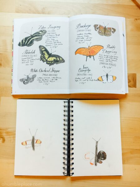 Nature sketchbook! Charlotte Mason-Inspired Kindergarten Curriculum (Year 0.5) - ahumbleplace.com