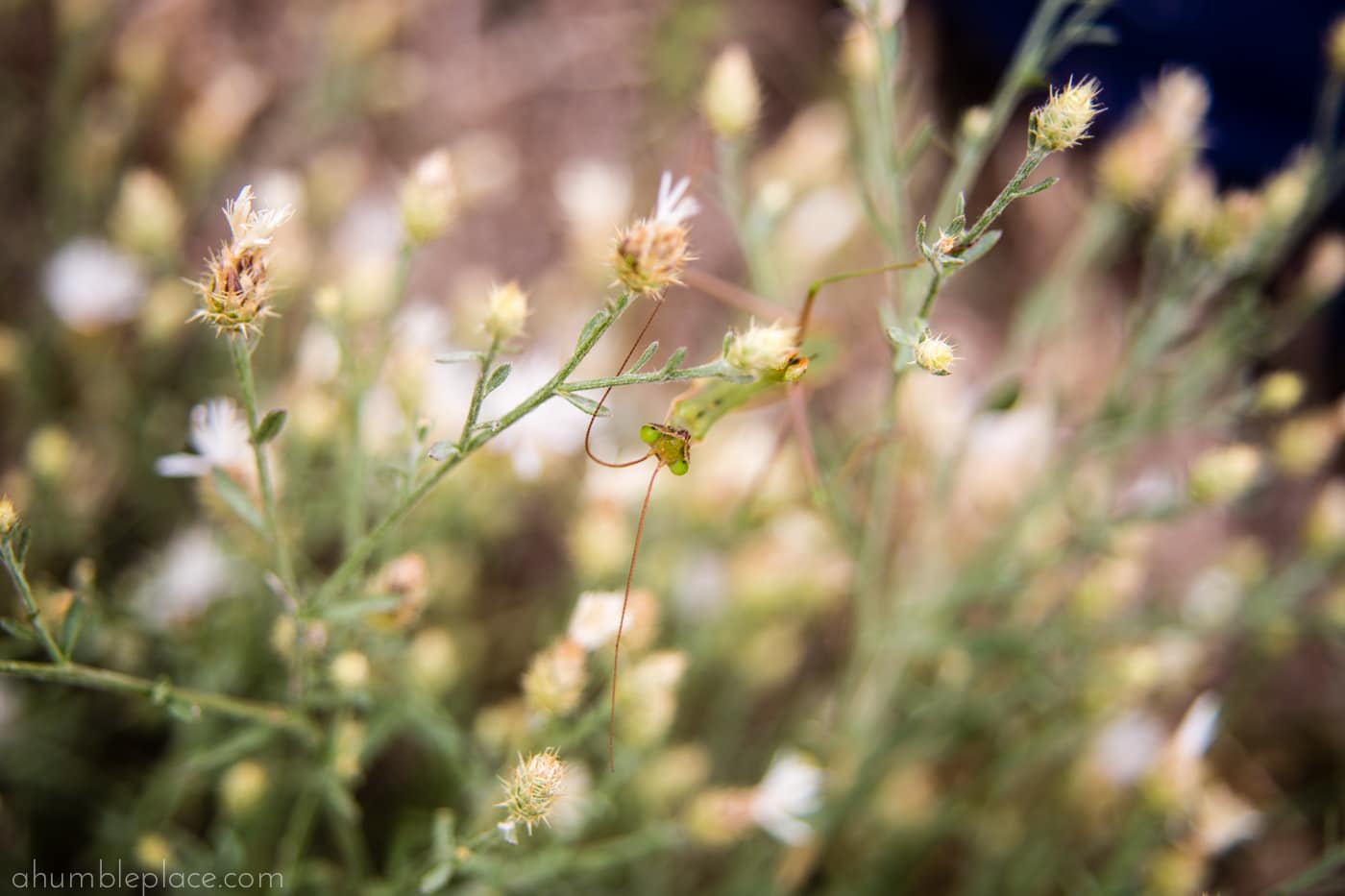 Preying Mantis - ahumbleplace.com