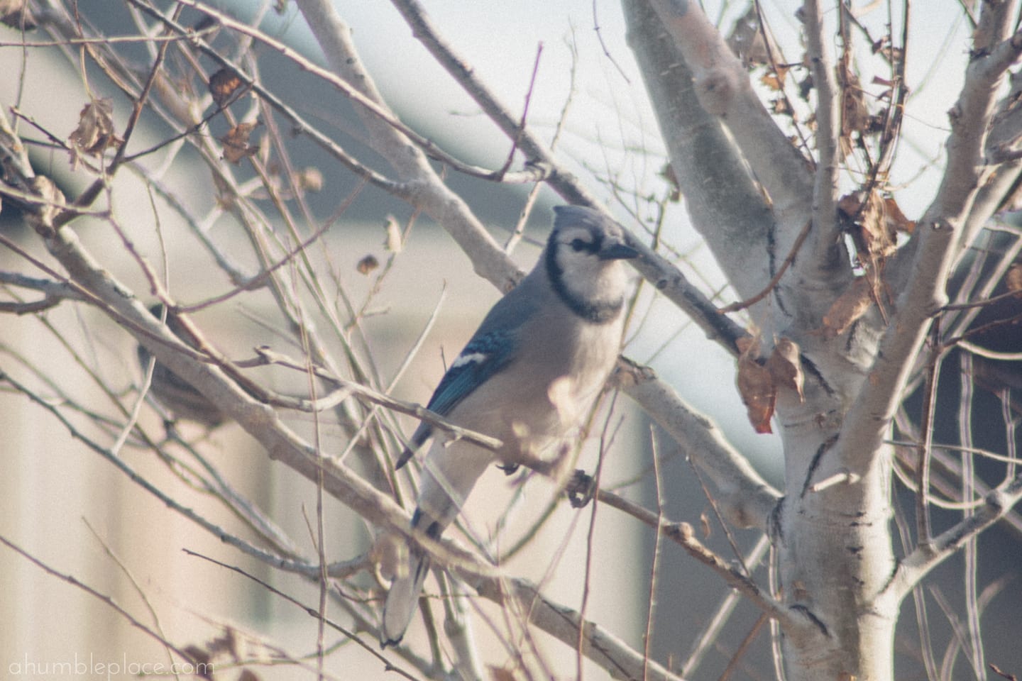 Blue Jay - ahumbleplace.com