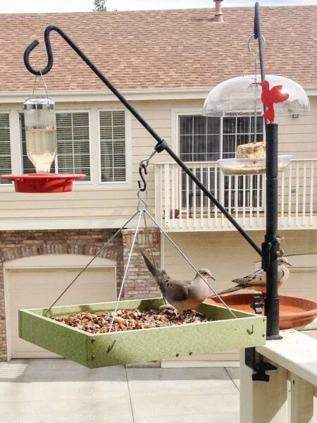 Backyard birding supplies hotsell