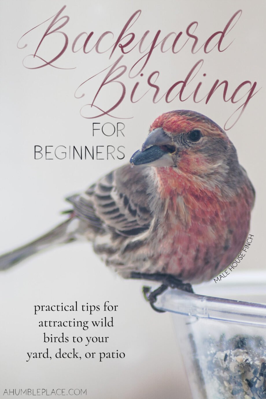 Backyard Birding for Beginners · a humble place