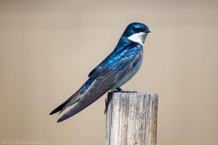 Tree Swallow - ahumbleplace.com