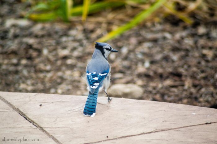 Blue Jay - ahumbleplace.com