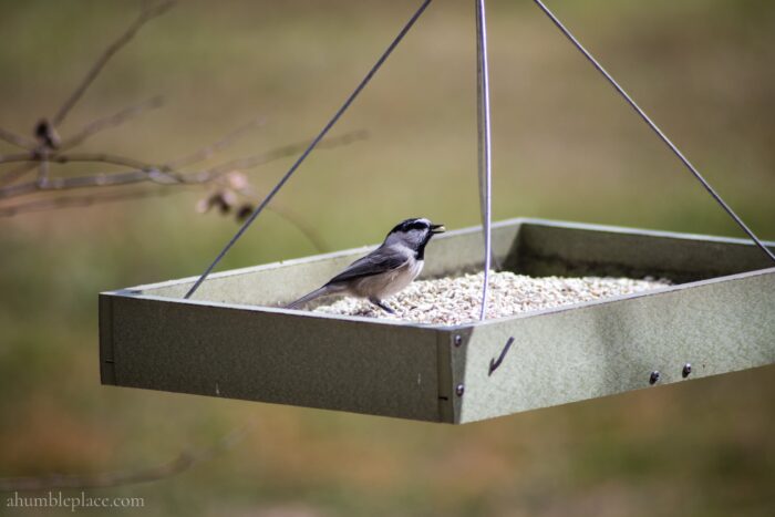 Mountain Chickadee - ahumbleplace.com