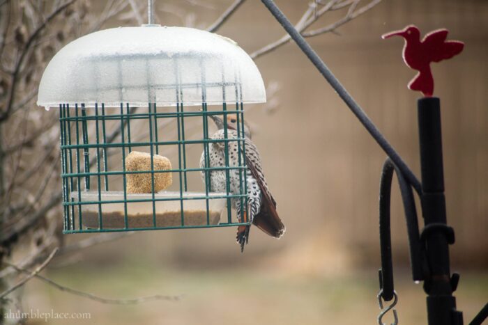 Northern (yellow-shafter) Flicker - ahumbleplace.com