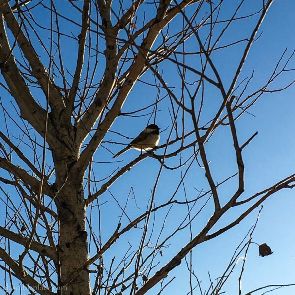 Black-capped Chickadee - ahumbleplace.com