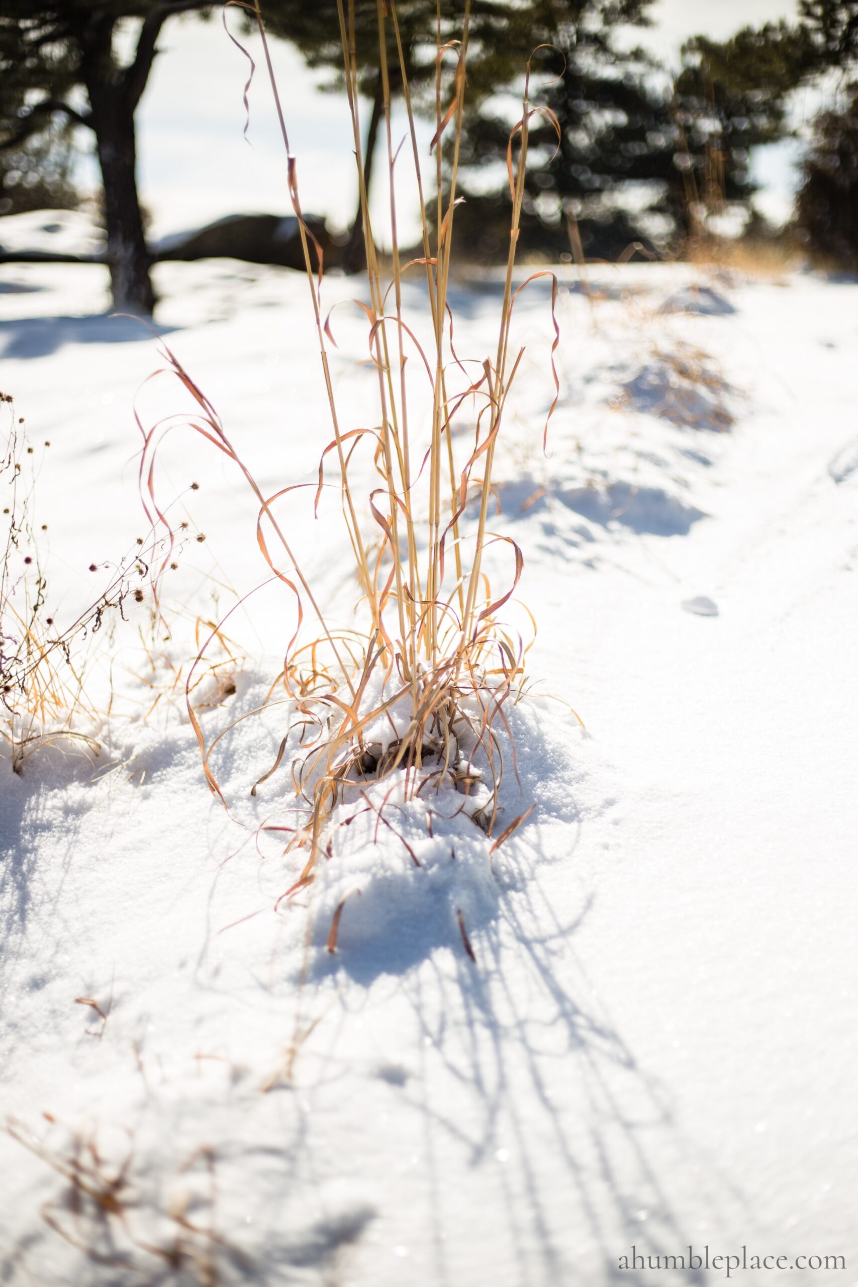 Castlewood Canyon State Park (February 16, 2018) - ahumbleplace.com