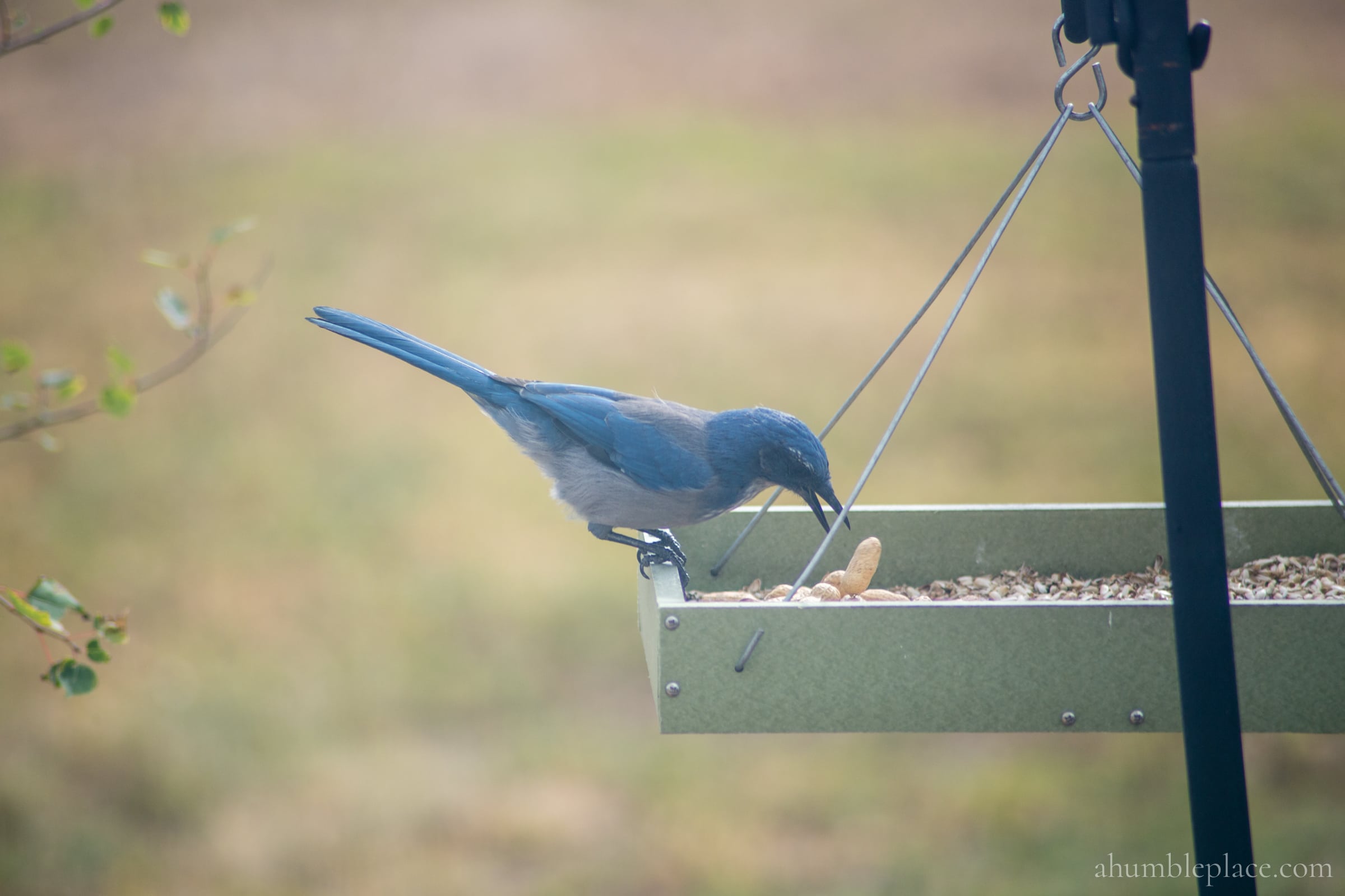 Western (or Woodhouse's) Scrub-Jay - ahumbleplace.com