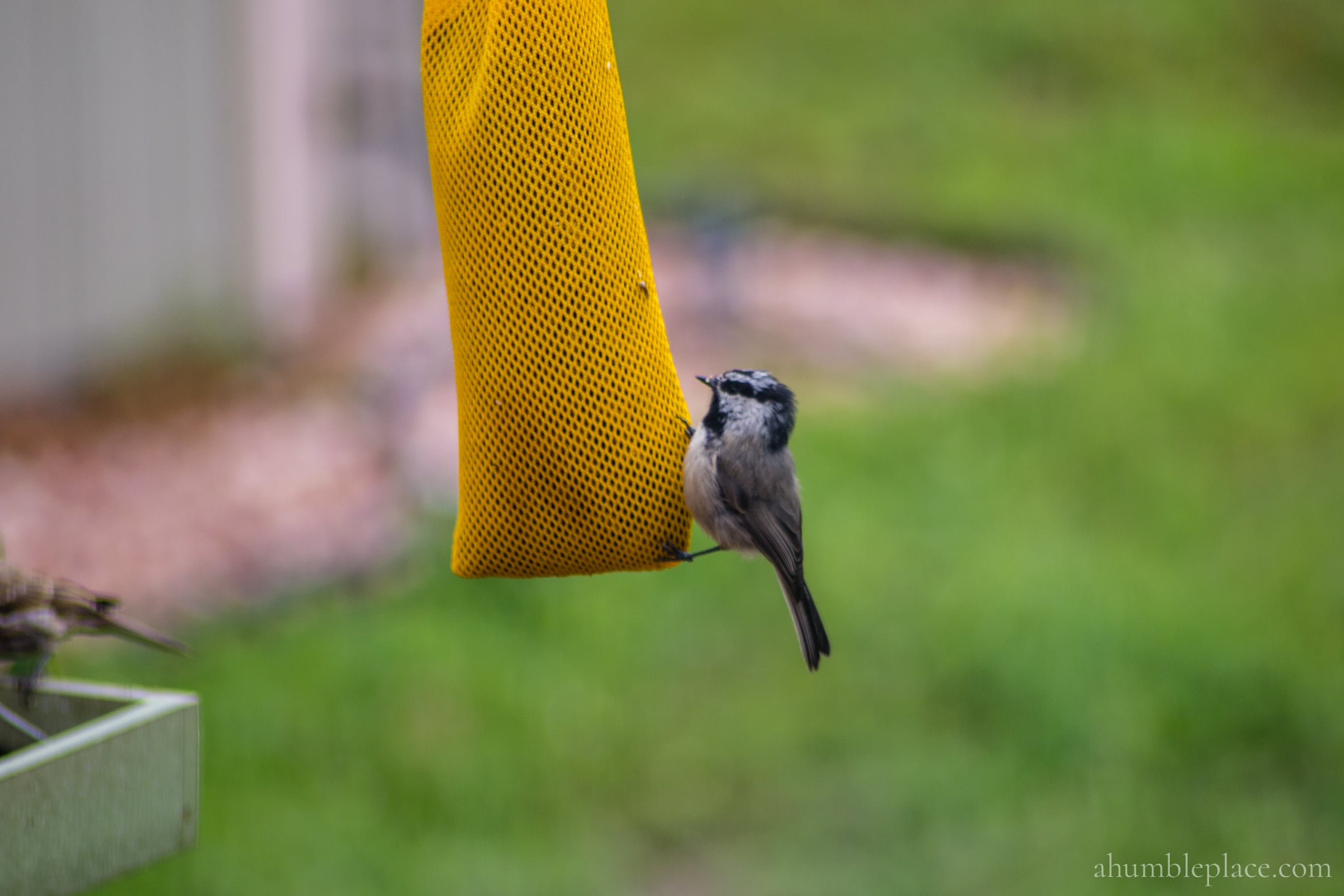 Mountain Chickadee - ahumbleplace.com