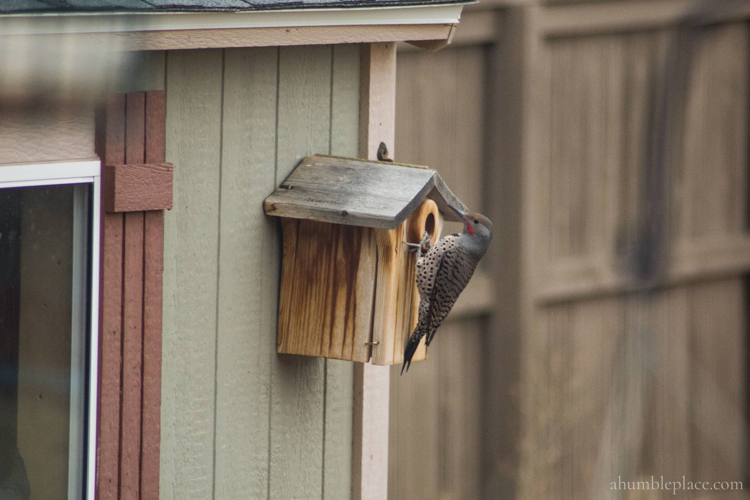 Northern Flicker - ahumbleplace.com