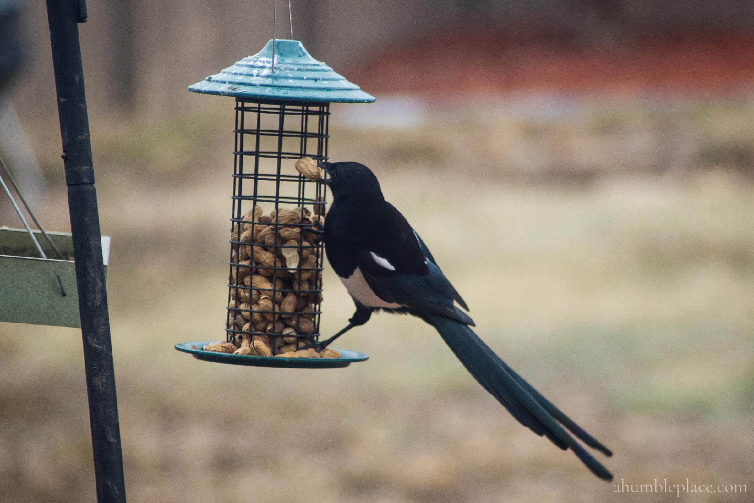 Black-billed Magpie - ahumbleplace.com