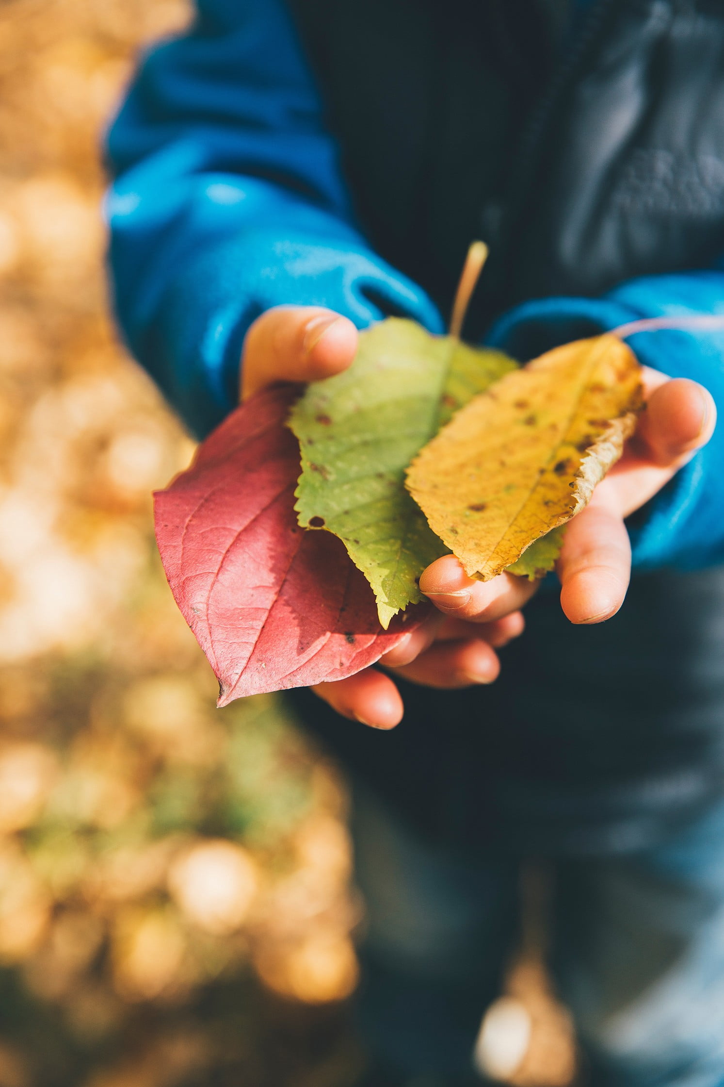 Nature Study with Small Children