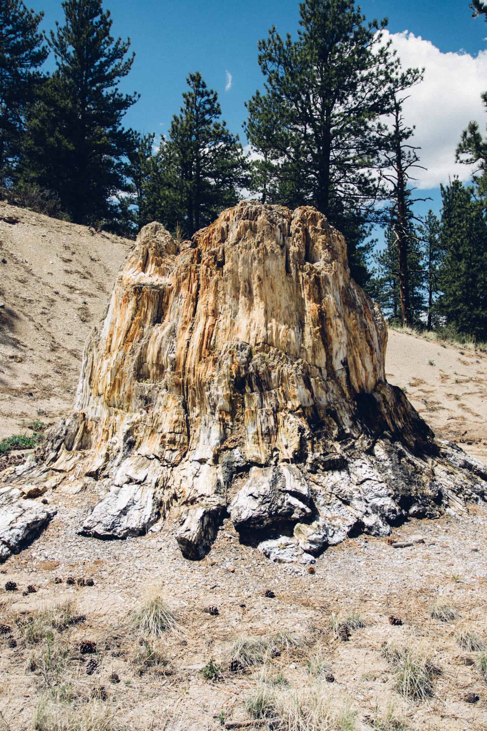 Florissant Fossil Beds Junior Ranger Adventures