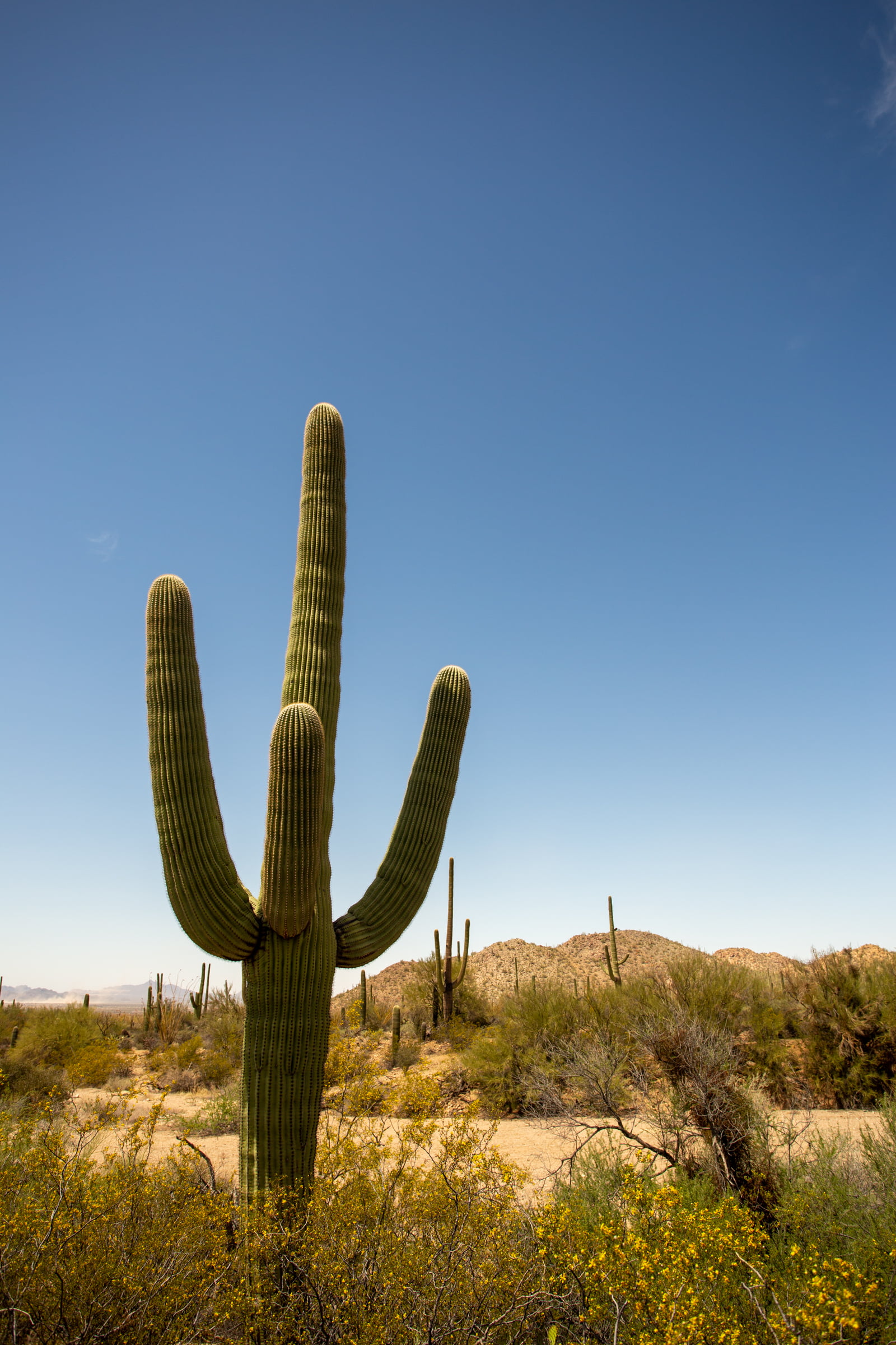 Western Region NPS Junior Ranger Programs (AZ, CA, NV)