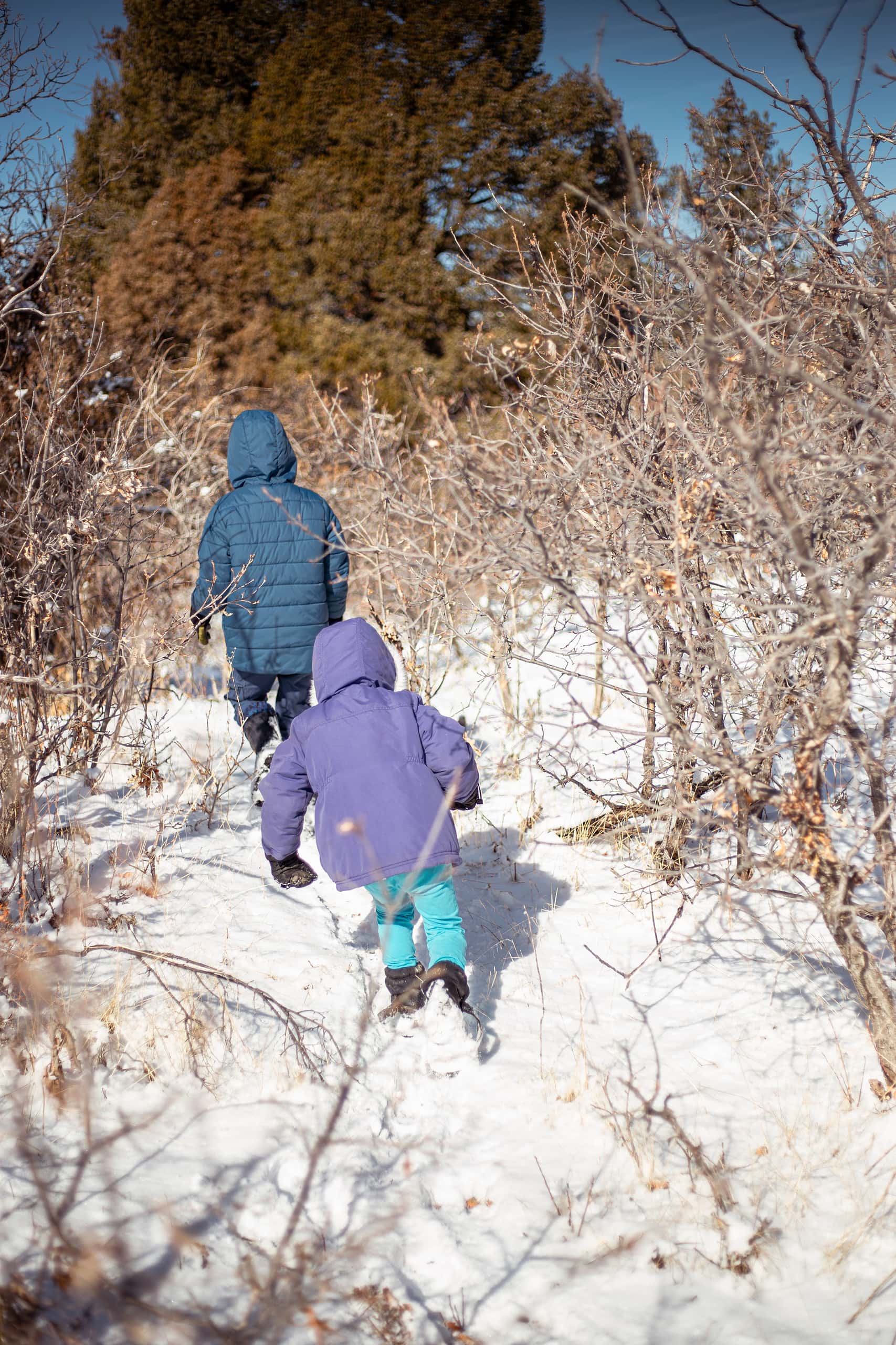 10 Things to See This Winter for Homeschool Nature Study