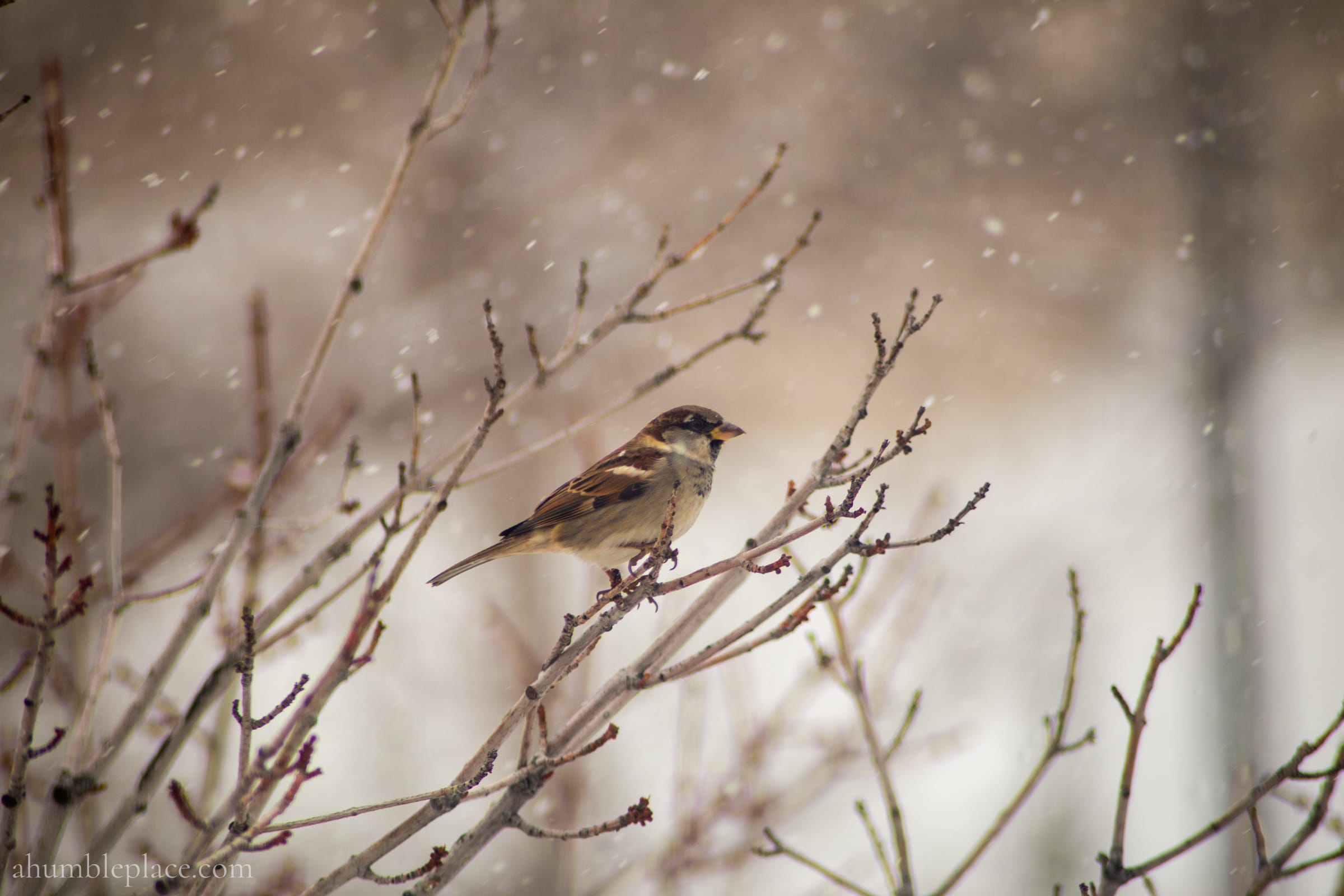 10 Things to Do for Nature Study in Winter